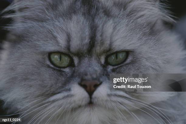 a portrait of a persian cat. - colourpoint longhair cat stock pictures, royalty-free photos & images
