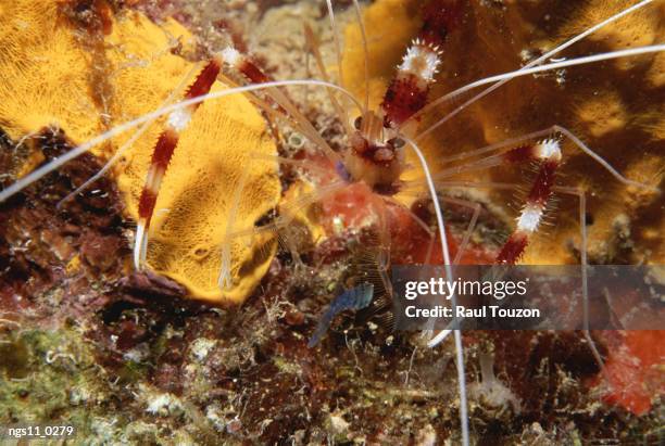 a close view of a cleaner shrimp and encrusting sponge. - atlantic islands stock-fotos und bilder