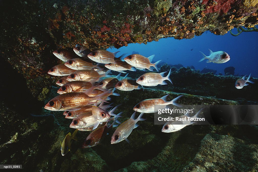 A school of bigeye fish swim through a reef.