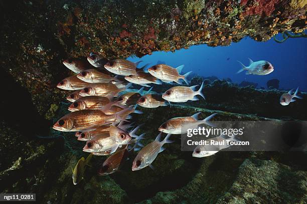 a school of bigeye fish swim through a reef. - bigeye fish stock pictures, royalty-free photos & images