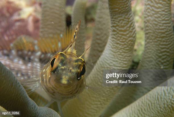 a close view of a goby among the tentacles of a sea anemone. - trimma okinawae stock pictures, royalty-free photos & images