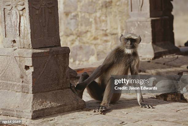 a hanuman langur living in the ruins at ranthambhor national park. - ranthambore national park stockfoto's en -beelden