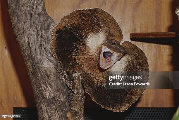 frill-neck lizard flares its frill in defensive posture. - frilled lizard stock-fotos und bilder