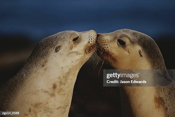 whisker touch display between two juvenile australian sea lions. - seal bay fotografías e imágenes de stock
