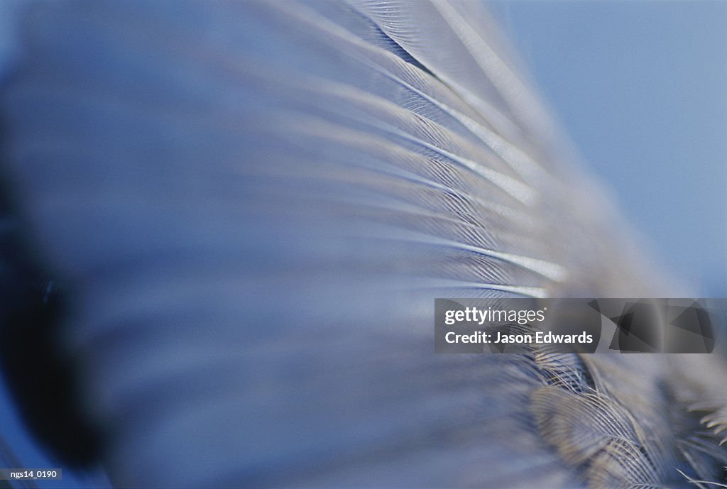 Close view of wing feathers of dead fairy-wren.