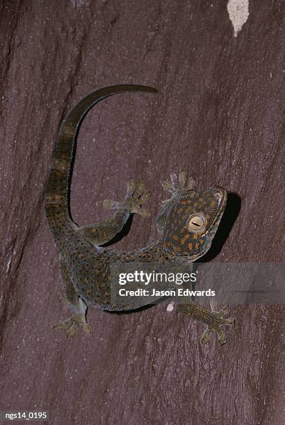 tokay gecko climbing wall. - australian gecko stock pictures, royalty-free photos & images