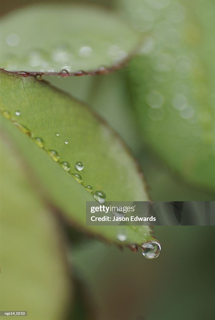 Close view of raindrops running down rose leaf.