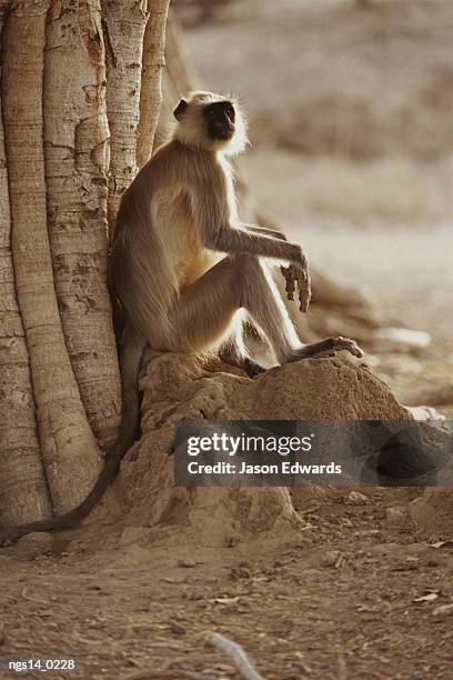 hanuman langur resting under a banyan tree. - leaf monkey stockfoto's en -beelden