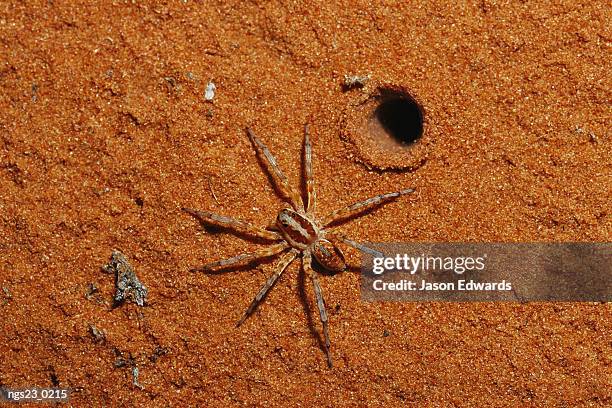 spider at burrow entrance on sand dune. - arachnid stockfoto's en -beelden