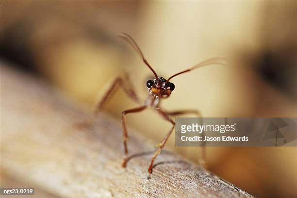aggressive bull ant in defensive posture with jaws agape. - hautflügler stock-fotos und bilder