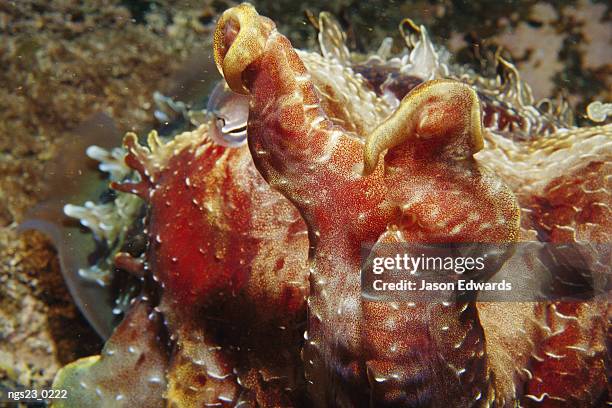 giant cuttlefish. - cephalopod stock pictures, royalty-free photos & images