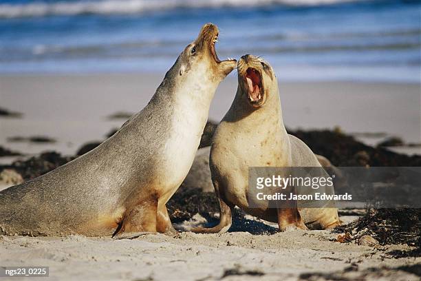 australian sea lion bulls vocalizing. - seal bay stockfoto's en -beelden