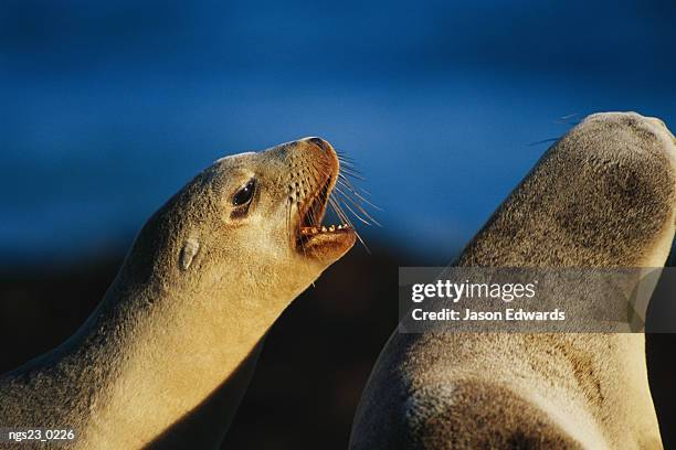 australian sea lion pups vocalizing. - seal bay stock pictures, royalty-free photos & images