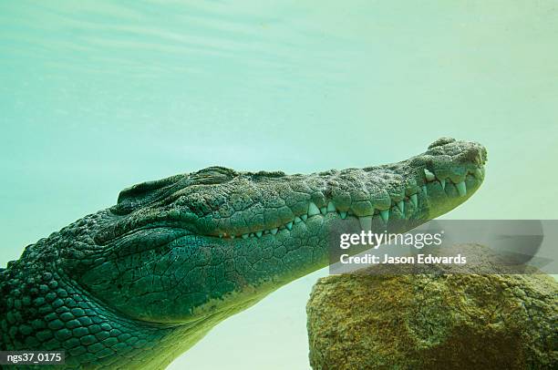 alice springs, northern territory, australia. an estuarine saltwater crocodile underwater with eyes and jaw shut. - alici stock-fotos und bilder