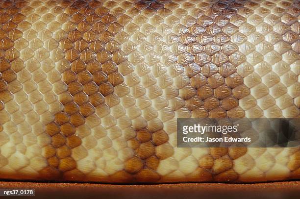 alice springs desert park, northern territory, australia. a close view of the scales of a woma python, aspidites ramsayi. - alice stock-fotos und bilder