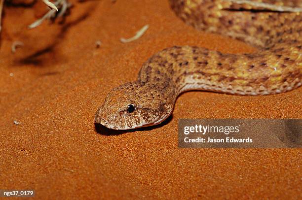 alice springs desert park, northern territory, australia. a desert death adder, acanthophis pyrrhus, lying on warm sand. - alice springs desert park - fotografias e filmes do acervo