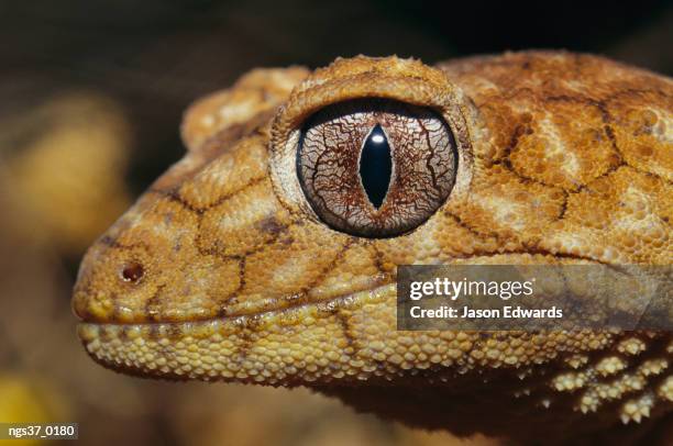 alice springs desert park, northern territory, australia. close view of the head of a rough knob-tail gecko. - alice springs desert park - fotografias e filmes do acervo