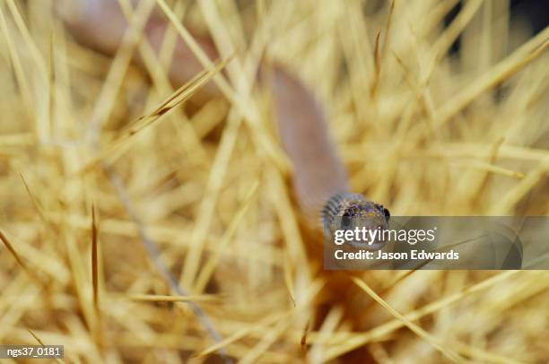 alice springs desert park, northern territory, australia. a western hooded scaly foot, pygopus nigriceps, a legless lizard. - alici stock-fotos und bilder