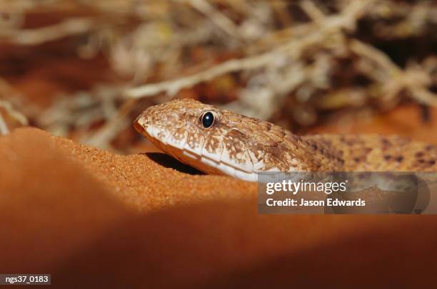 alice springs desert park, northern territory, australia. a desert death adder, acanthophis pyrrhus, lying on warm sand. - alice springs desert park - fotografias e filmes do acervo