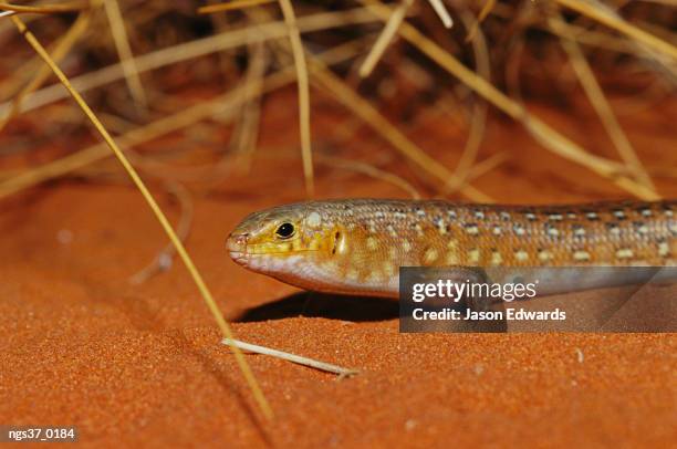 alice springs desert park, northern territory, australia. a leopard ctenotus skink resting in red desert sand. - alice springs desert park - fotografias e filmes do acervo