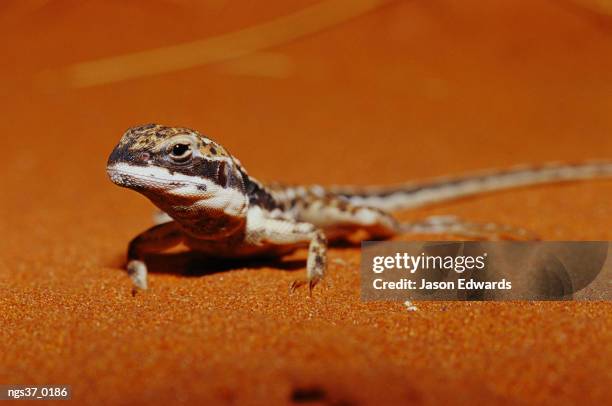 alice springs desert park, northern territory, australia. a close view of a military sand dragon on red desert sand. - alice stock-fotos und bilder