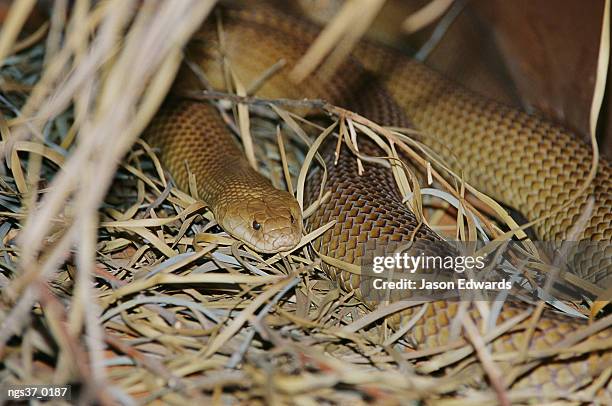 alice springs desert park, northern territory, australia. a venomous mulga or king brown snake in a grassy hiding spot. - or stock pictures, royalty-free photos & images