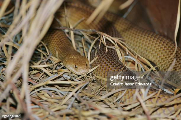 alice springs desert park, northern territory, australia. a venomous mulga or king brown snake in a grassy hiding spot. - alice springs desert park - fotografias e filmes do acervo