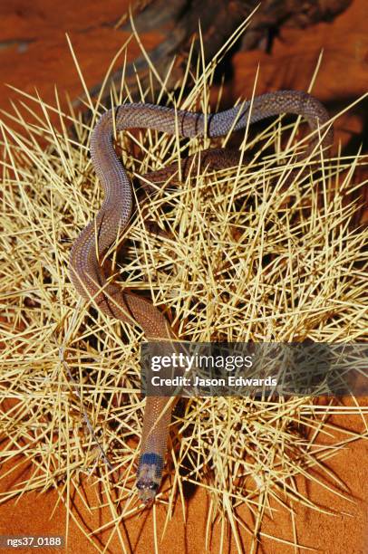 alice springs desert park, northern territory, australia. a western hooded scaly foot, pygopus nigriceps, a legless lizard. - alice springs desert park - fotografias e filmes do acervo