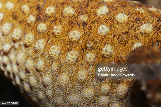 alice springs desert park, northern territory, australia. close view of the skin and scales of a rough knob-tail gecko. - alice stock-fotos und bilder