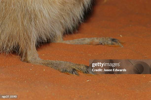 alice springs desert park, northern territory, australia. a close view of the feet of an endangered rufous hare wallaby. - alice springs desert park - fotografias e filmes do acervo