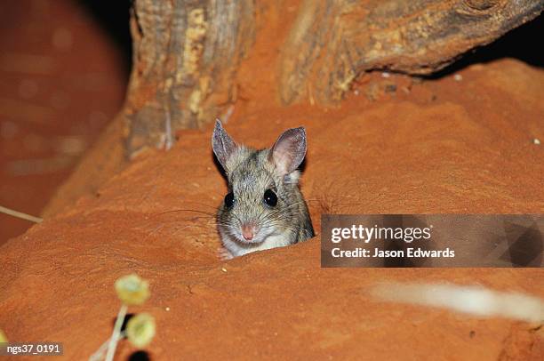 alice springs desert park, northern territory, australia. a spinifex hopping mouse in its burrow entrance. - alice springs desert park - fotografias e filmes do acervo