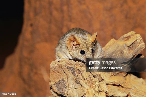 alice springs desert park, northern territory, australia. a fat-tailed pseudo-antechinus foraging on a log. - alice springs desert park - fotografias e filmes do acervo