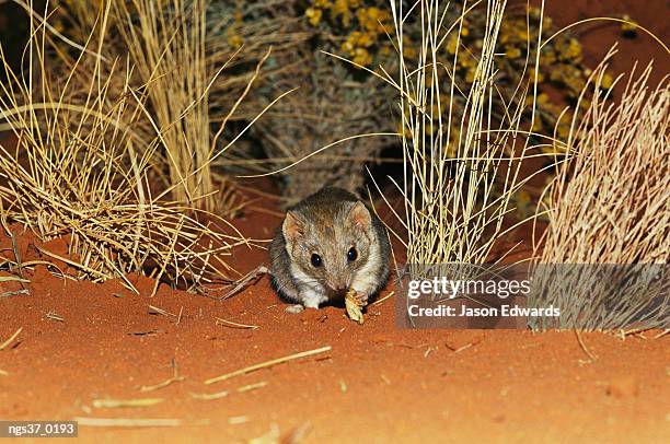 alice springs desert park, northern territory, australia. a rare marsupial mulgara feeding on larva near grass tussocks. - alice springs desert park - fotografias e filmes do acervo