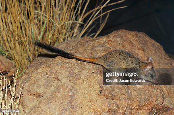 alice springs desert park, northern territory, australia. an endangered red-tailed phascogale on a rock near grasses. - northern rock stock-fotos und bilder
