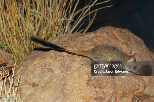 alice springs desert park, northern territory, australia. an endangered red-tailed phascogale on a rock near grasses. - alice springs desert park - fotografias e filmes do acervo