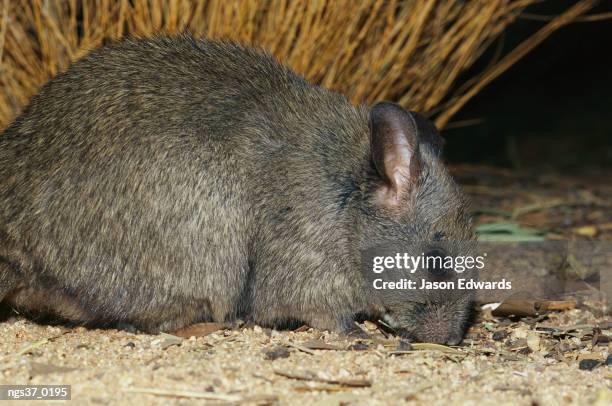 alice springs desert park, northern territory, australia. close view of an endangered greater stick nest rat. - alice springs desert park - fotografias e filmes do acervo