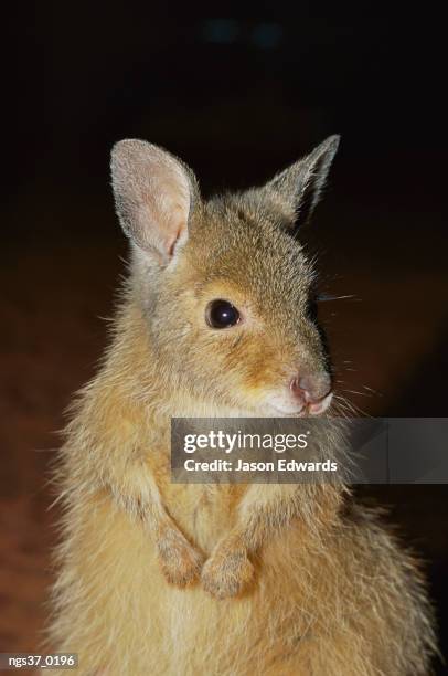 alice springs desert park, northern territory, australia. a close view of the endangered rufous hare wallaby. - alice springs desert park - fotografias e filmes do acervo