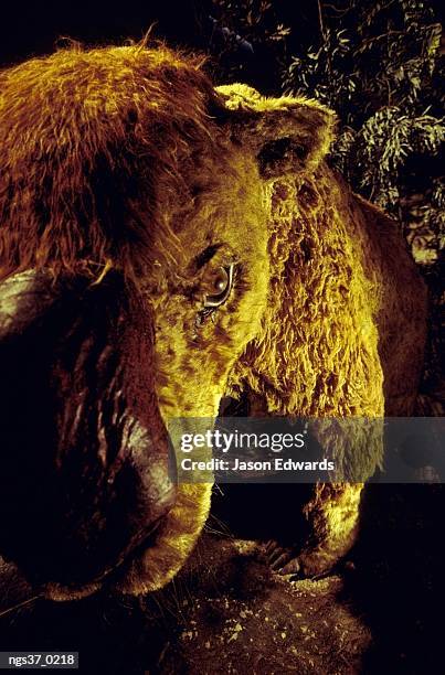 naracoorte, australia. a stuffed replica of a  diprotodon at the wonambi fossil center. - in the center 個照片及圖片檔