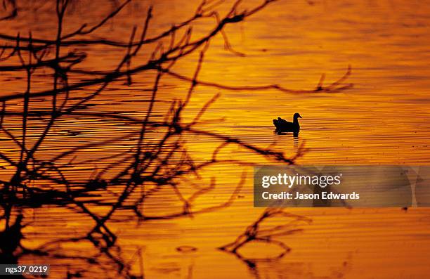 queensland, australia. a silhouette of an eurasian coot on the fitzroy river at sunset. - fitzroy stock-fotos und bilder