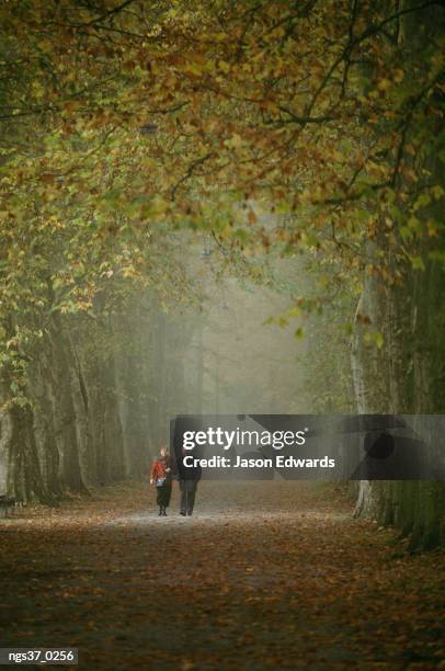 tubingen, baden-wurttenberg, germany. a couple stroll through autumn leaves on a foggy dawn. - dutch people stockfoto's en -beelden
