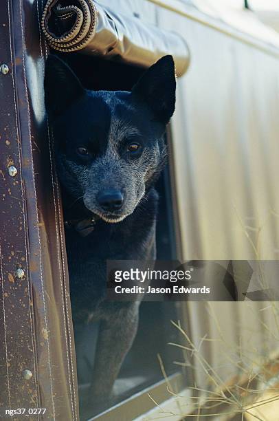 simpson desert conservation park, south australia. a blue heeler cattle dog peers out of the window of a truck. - simpson desert stock-fotos und bilder