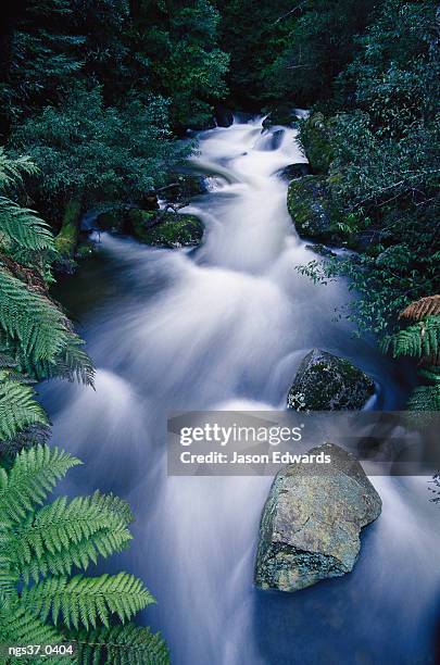 the beeches, yarra ranges national park, victoria, australia. time lapse of taggerty river flow over rock through rain forest. - time lapse stock-fotos und bilder