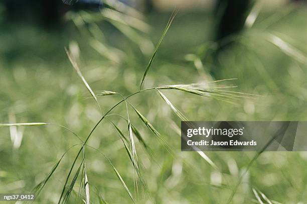 jugiong, new south wales, australia. a close view of a seeding barley grass stalk. - hordeum stock pictures, royalty-free photos & images