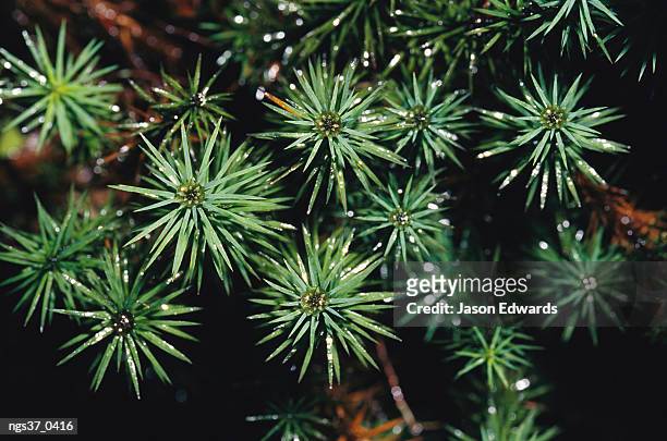 the beeches, yarra ranges national park, australia. a close view of dawsonia superba moss, australia's tallest bryophyte. - bryophyte stock pictures, royalty-free photos & images