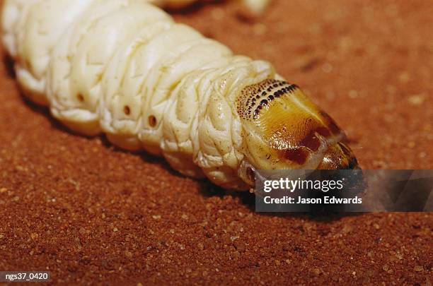alice springs desert park, northern territory, australia. a close view of a witchetty grub, australian aboriginal food. - alice springs desert park - fotografias e filmes do acervo