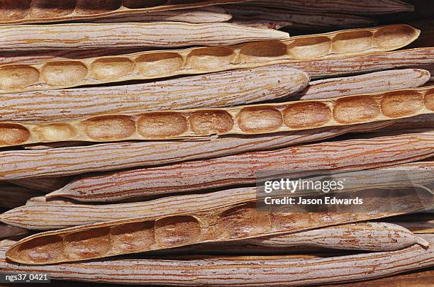 alice springs desert park, northern territory, australia. a close view of horse mulga seed pods, australian aboriginal food. - alice springs desert park - fotografias e filmes do acervo