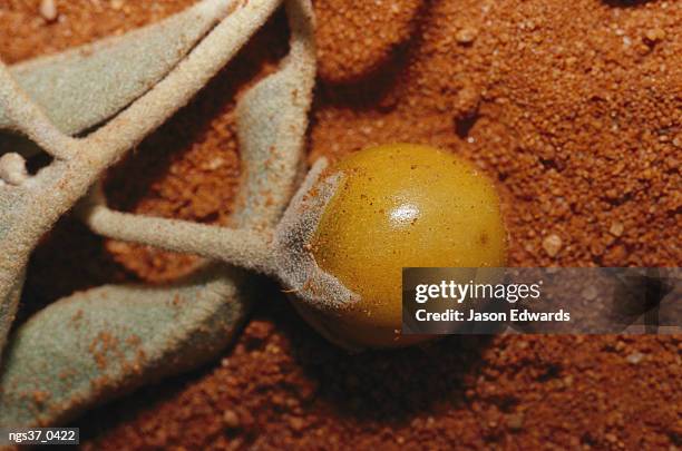 alice springs desert park, northern territory, australia. a close view of a raisin, an australian aboriginal food. - alice springs desert park - fotografias e filmes do acervo