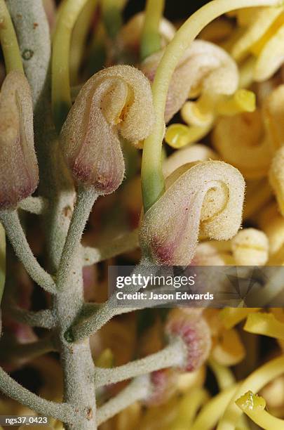 alice springs desert park, northern territory, australia. a close view of a corkwood hakea flower, australian aboriginal food. - alice springs desert park - fotografias e filmes do acervo