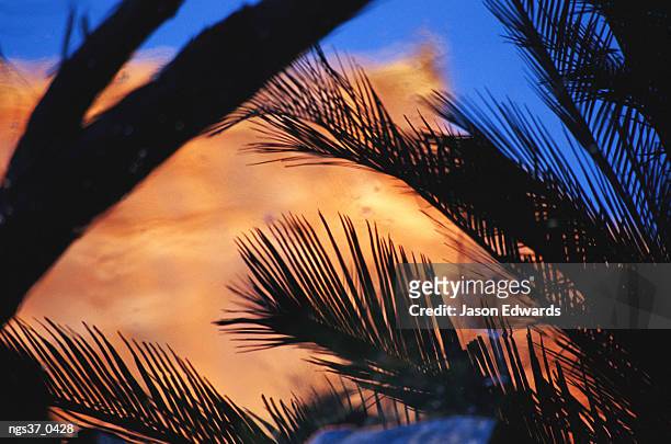 garden of eden, watarrka national park, northern territory, australia. cycad frond, ghost gum and reflection in desert oasis pool. - reflection foto e immagini stock