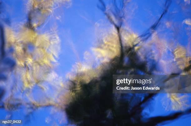 watarrka national park, northern territory, australia. vegetation reflection in a desert oasis pool. - reflection pool stock pictures, royalty-free photos & images